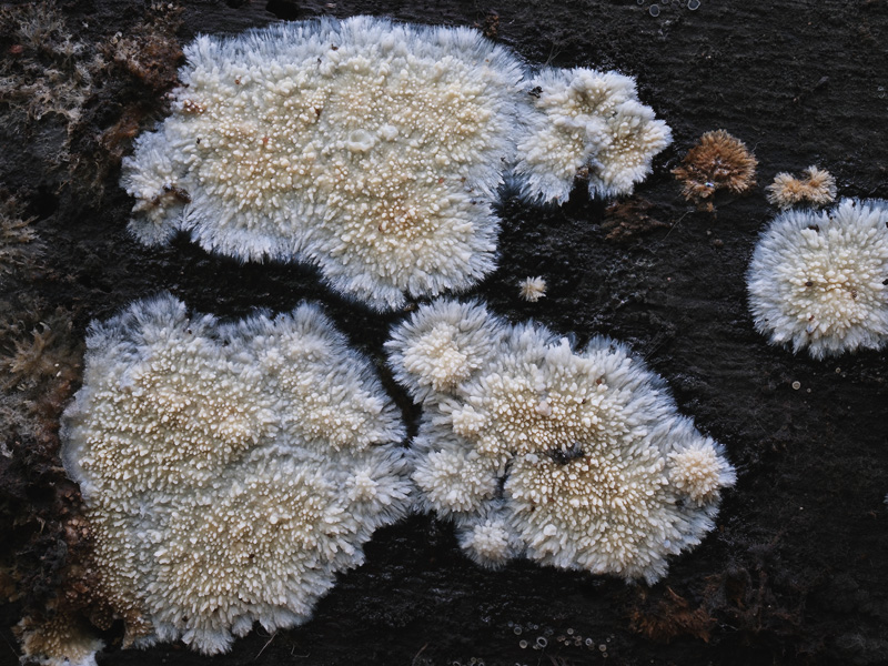 Phlebia nothofagi